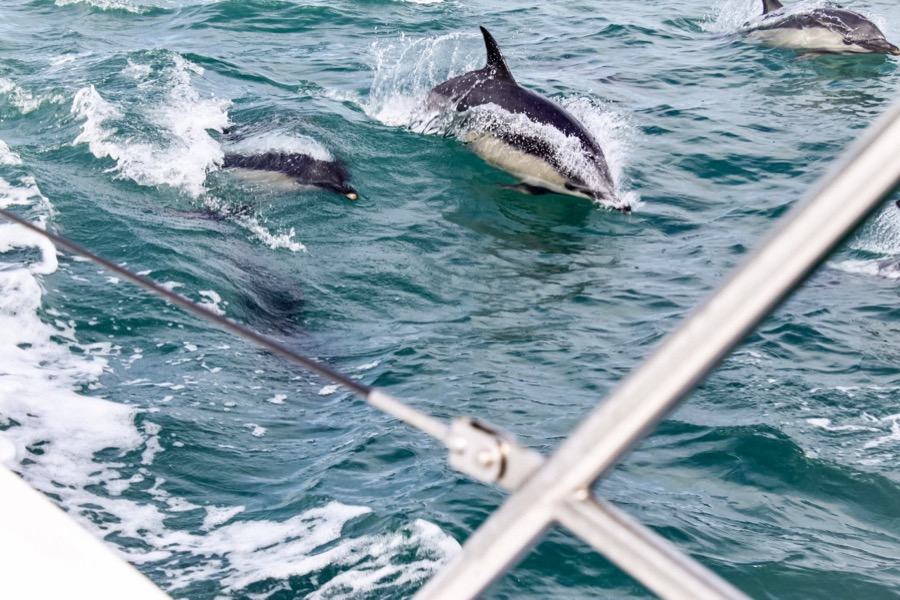 Dolphin Watching — Marbella